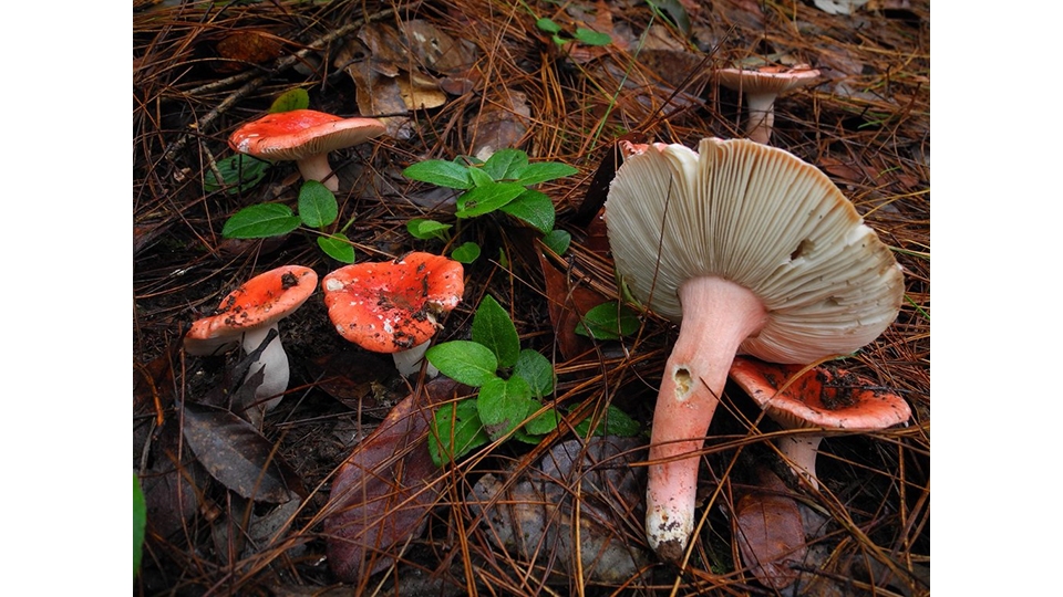 紅菇屬真菌（Russula）為菌根真菌，常在松樹林中產生顯而易見的子實體。圖片來源：陳哲志攝。